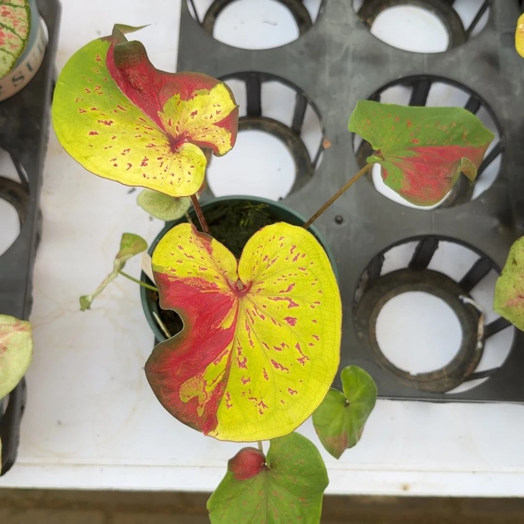 孔雀眼泰国22-1111