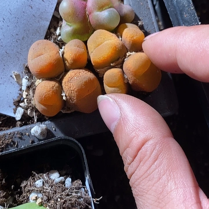 27302。 一组。