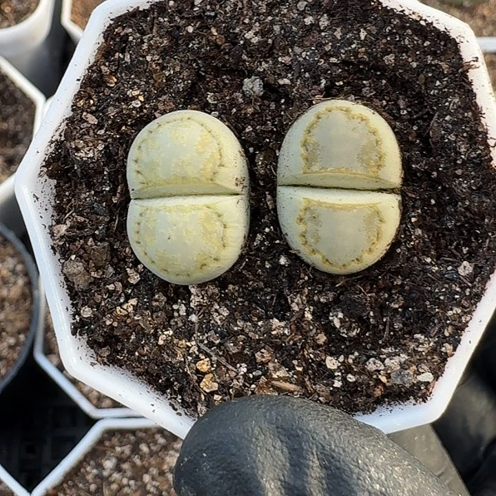 生石花11111。    255