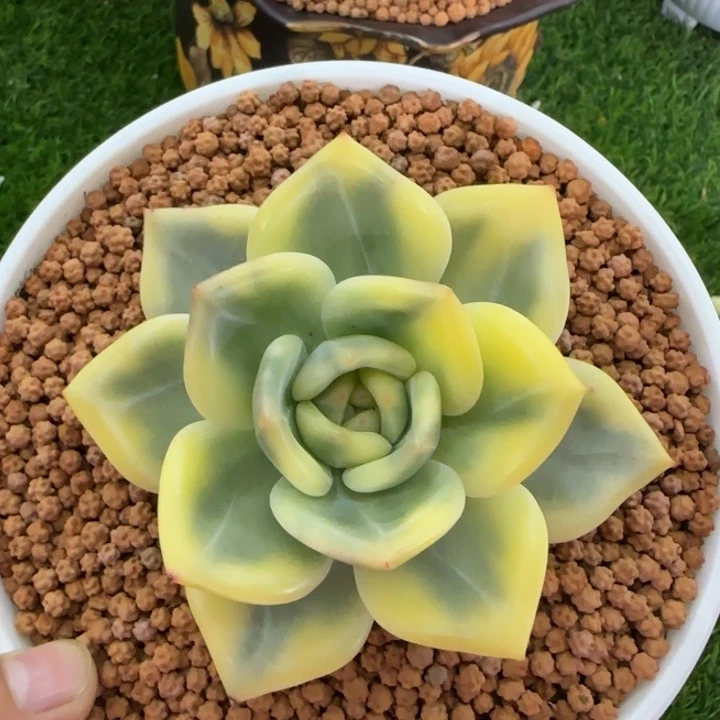 1611伊丽莎白锦多肉植物