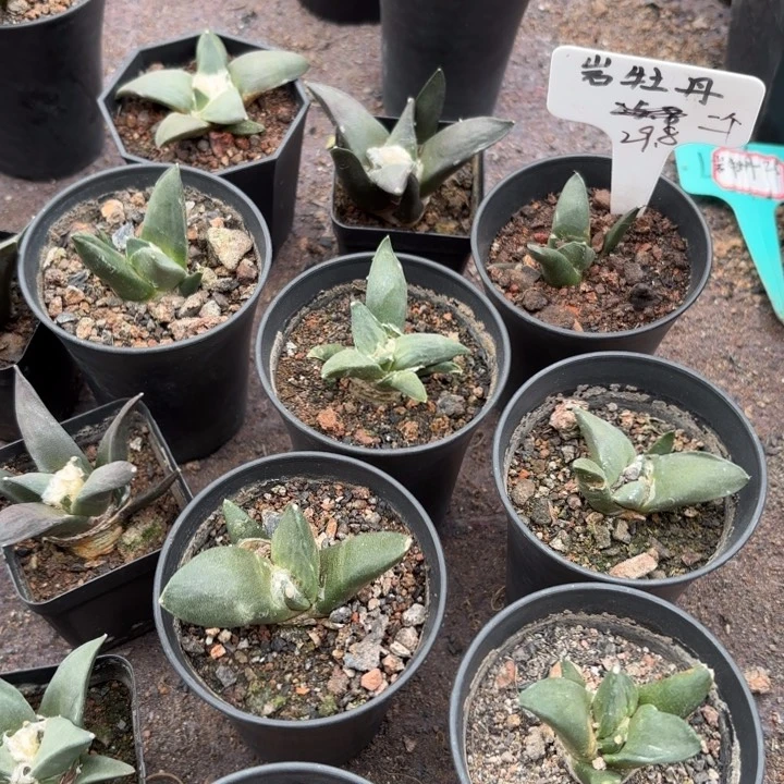 完全开放2个皮实好养