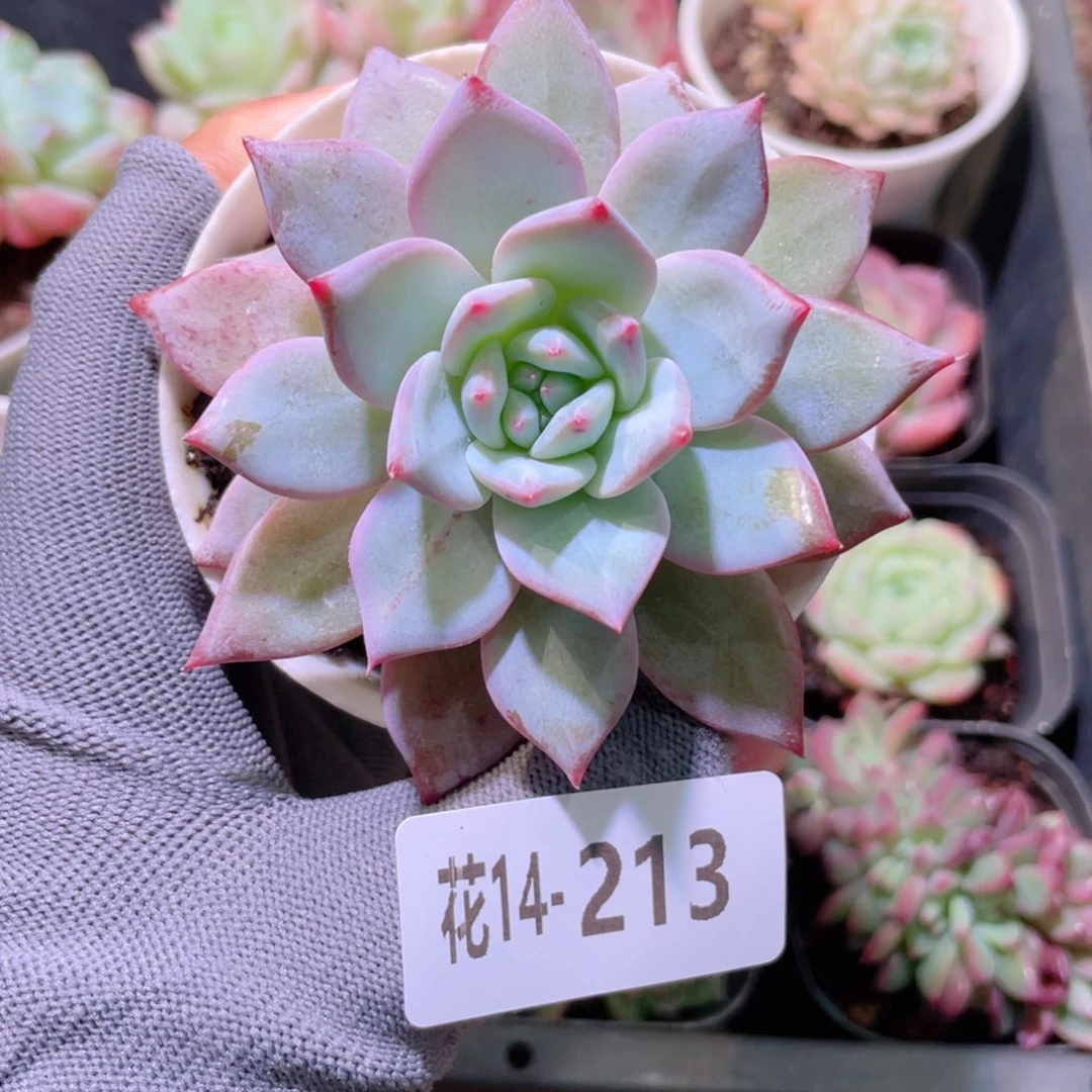 花利美14-213粉蓝鸟