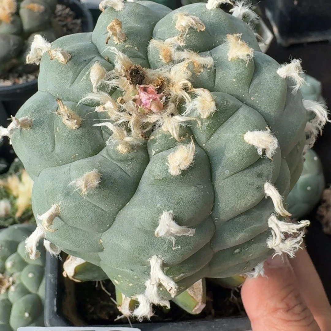 【闪购商品】阶梯鲜576