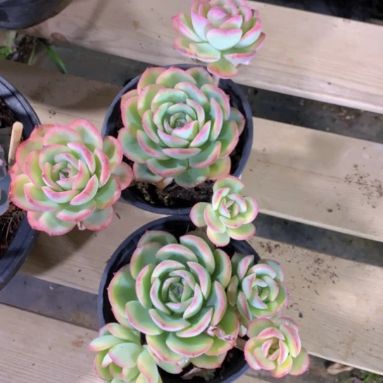 餅*晨露多肉655259514