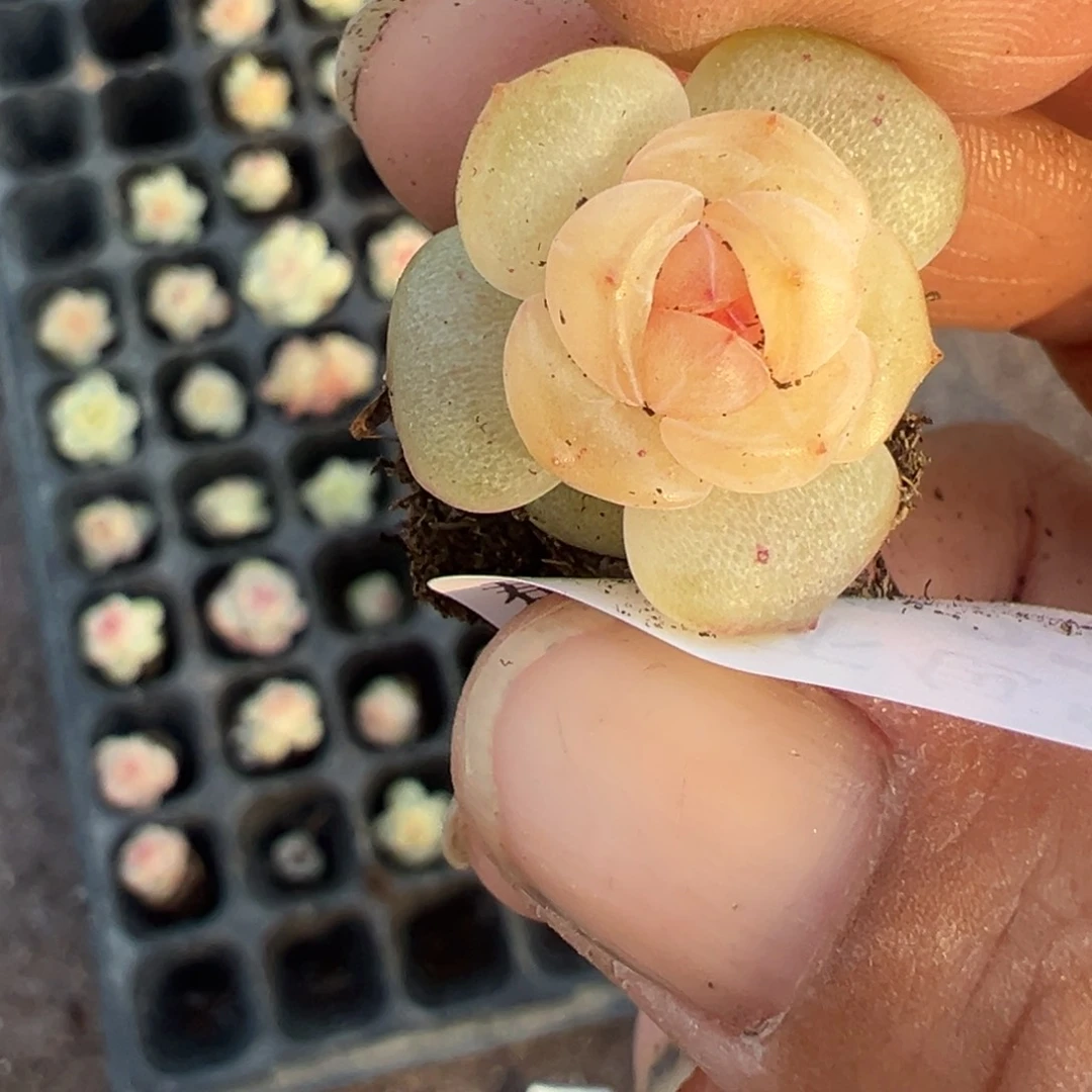 ?****萌小卡拉米糖心一物一拍19-27