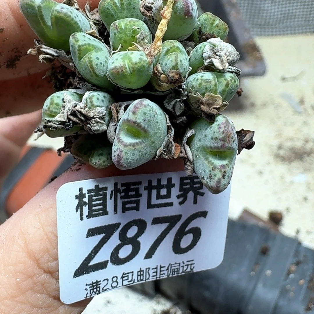 的植物的人生fghh