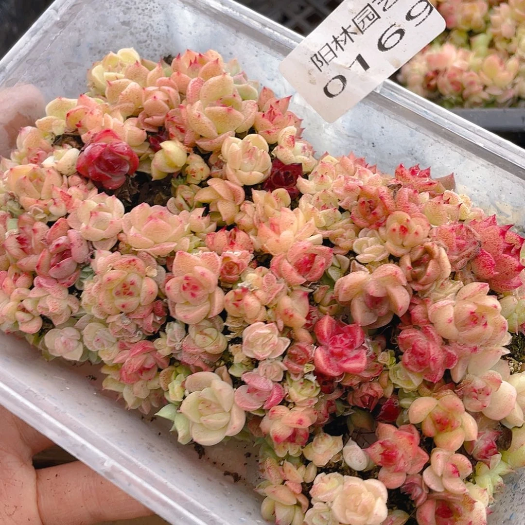 多肉植物多肉植物169