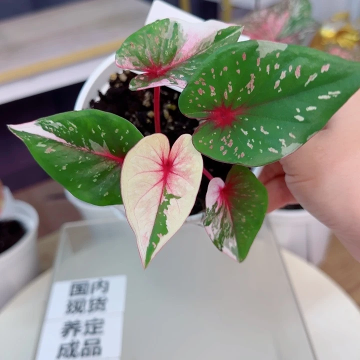 不开花植物泰彩玛丽龙宝石Q3327..