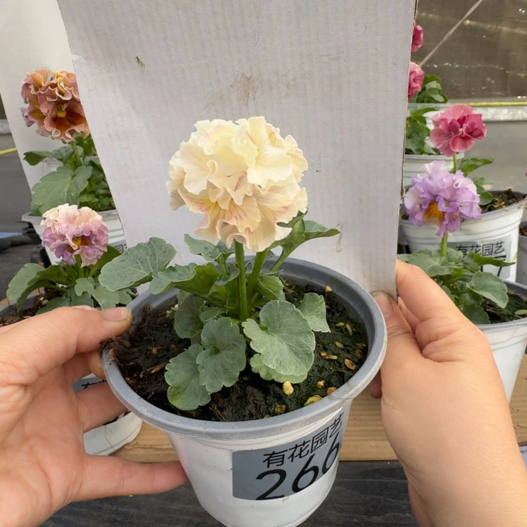 无花朵266号角堇