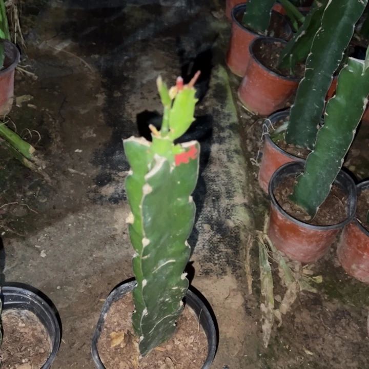 玉***子当前无花栽培后可以开花黄羽毛72