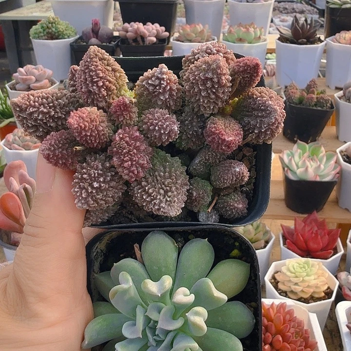 大朱子玉特玉莲单