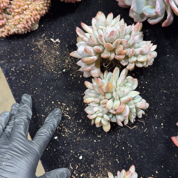 梨***笑两颗一起的一物一拍的