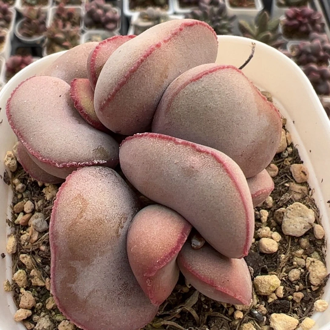 白肌红蛋多头纯木质桩多肉