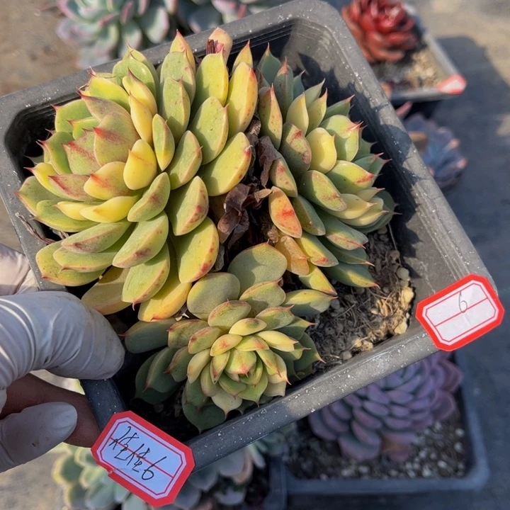 ****࿐笨吧一颗小三头140盆