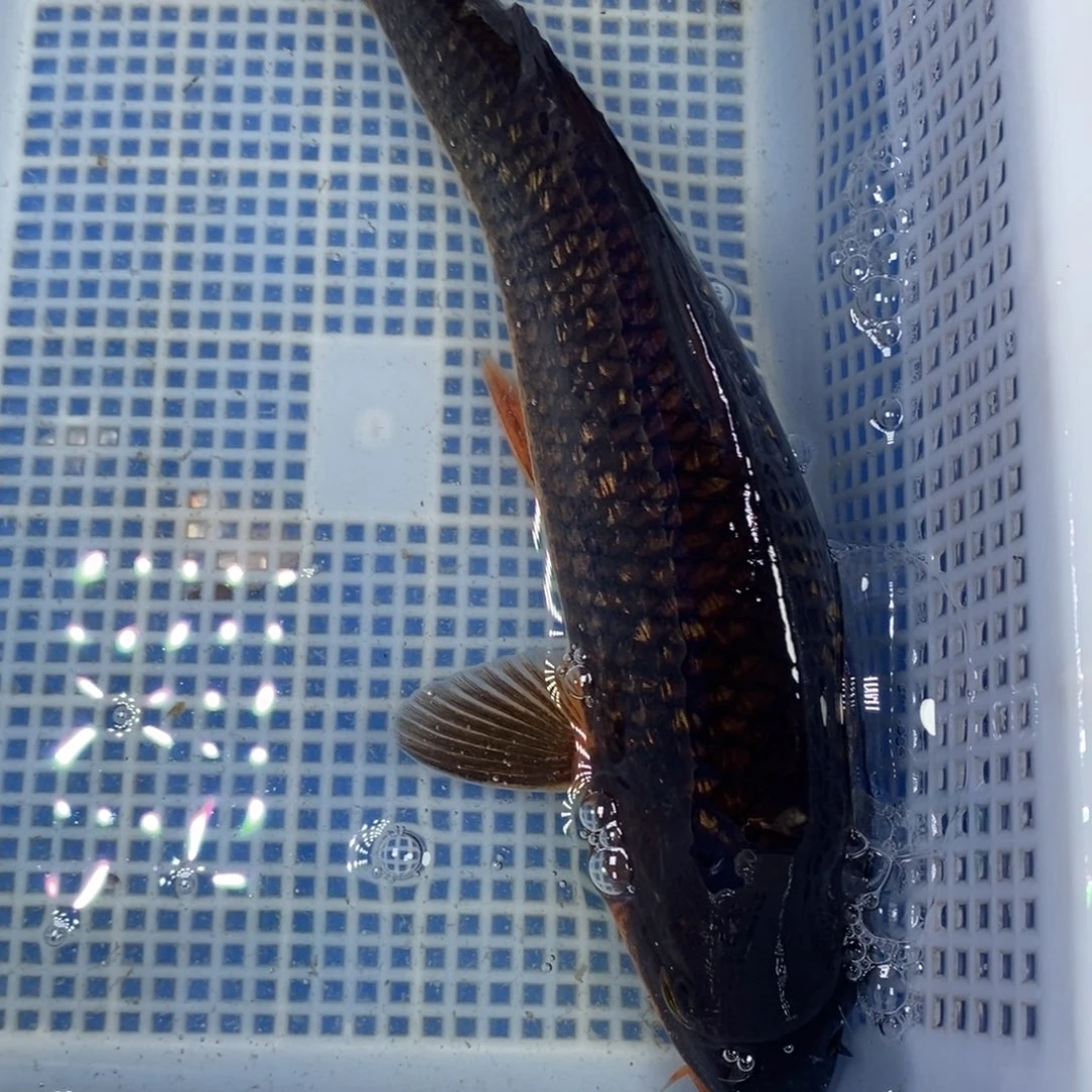 锦鲤冷水锦鲤包邮