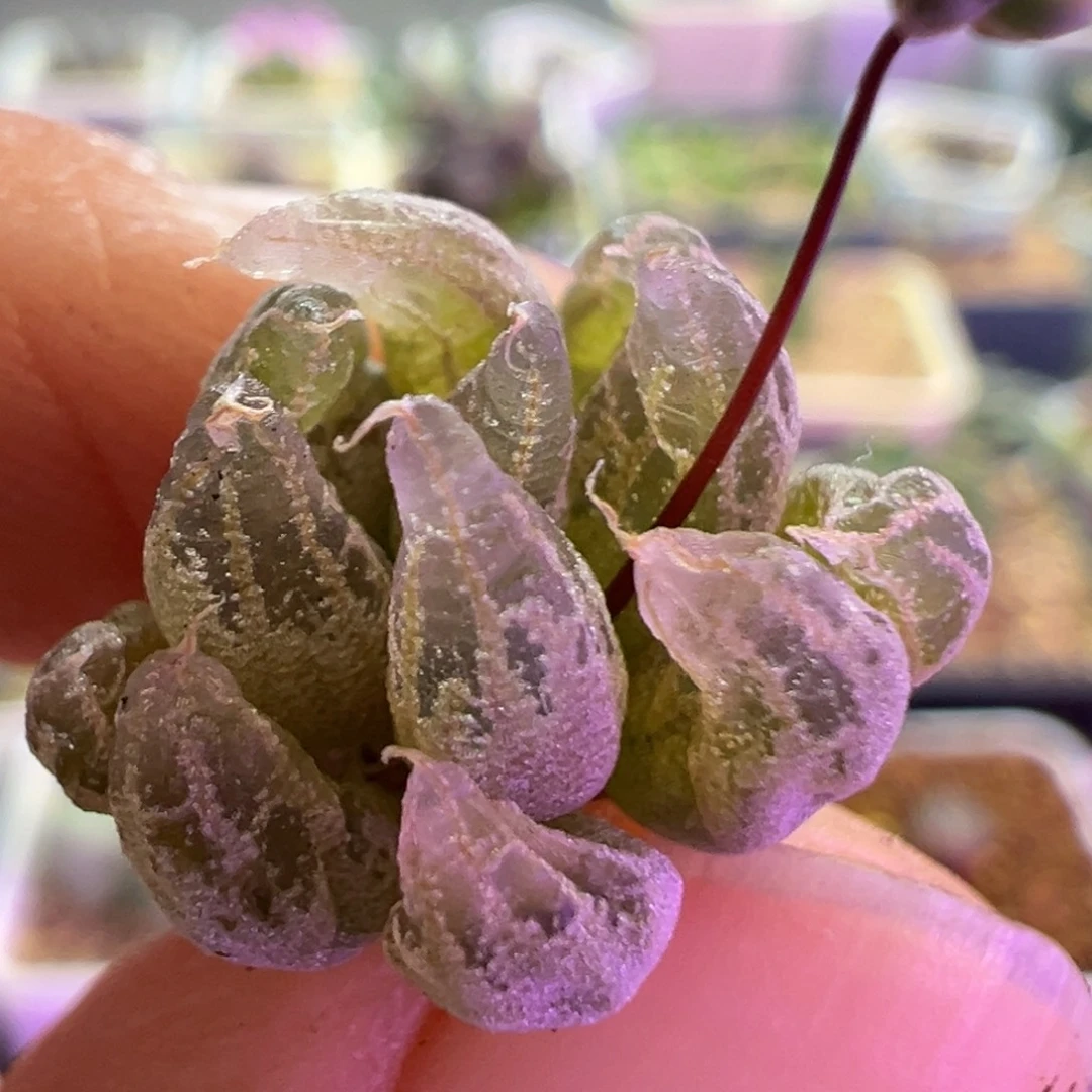 洛丽塔  肉锥植物