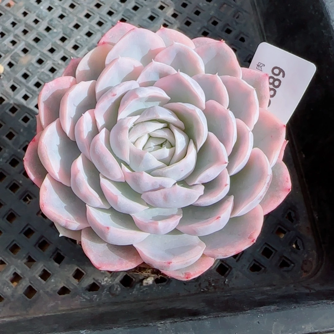 雪球锦，5889多肉植物