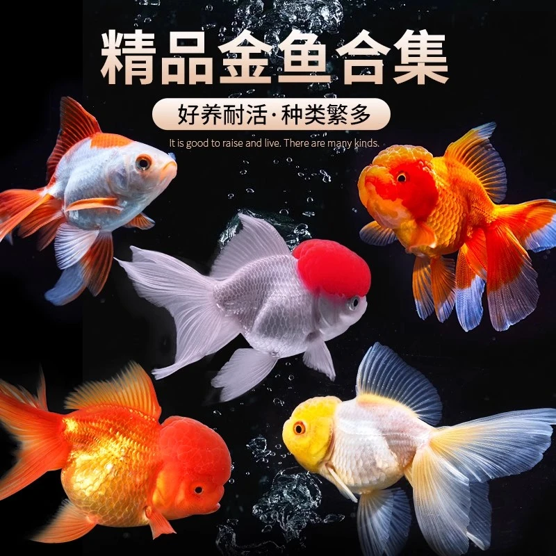 【10-13cm】好养好活观赏鱼鸿运当头国粹金鱼国狮龙睛混发