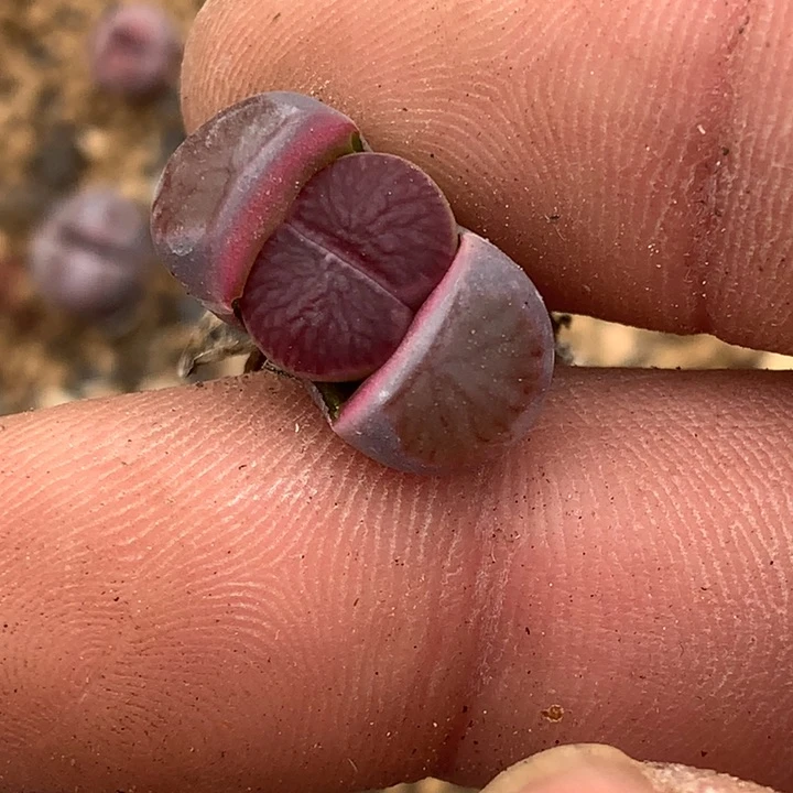 开**孩精品多肉植物大战僵尸先生们