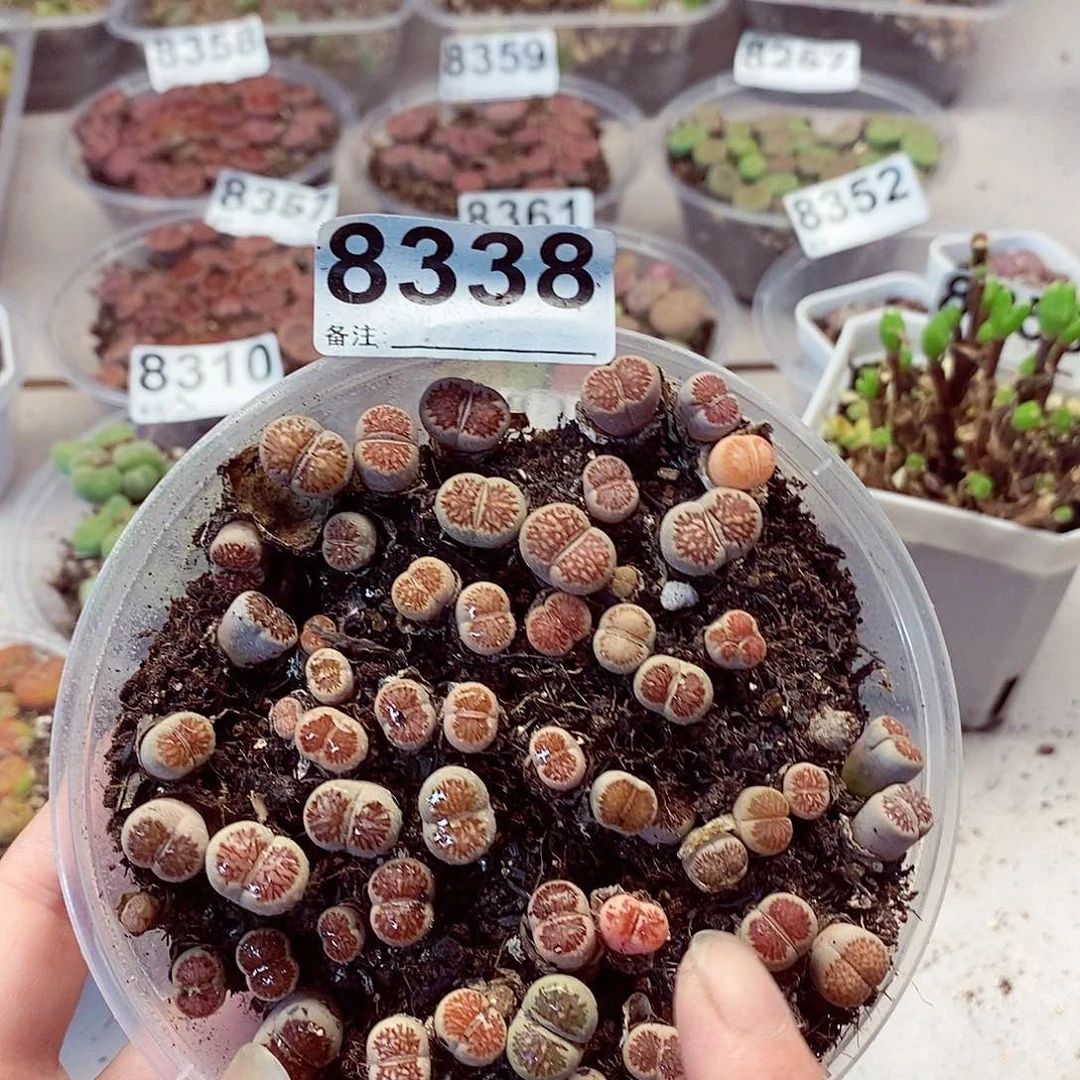 6338菊啦咯啦咯哦哦