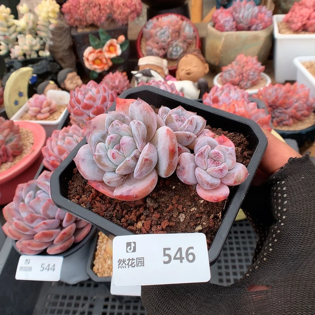 546星影多肉植物6666