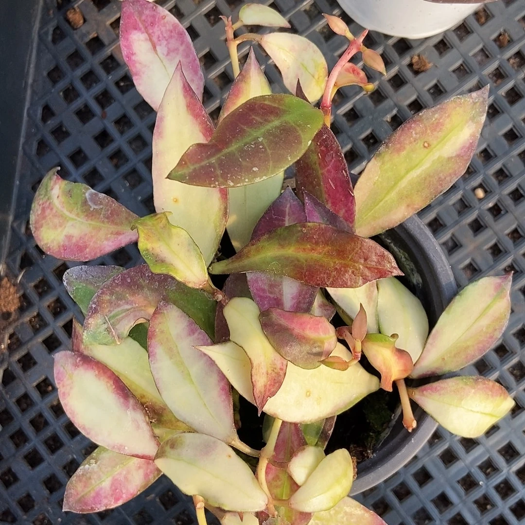 完全开放瓦林内锦球兰49