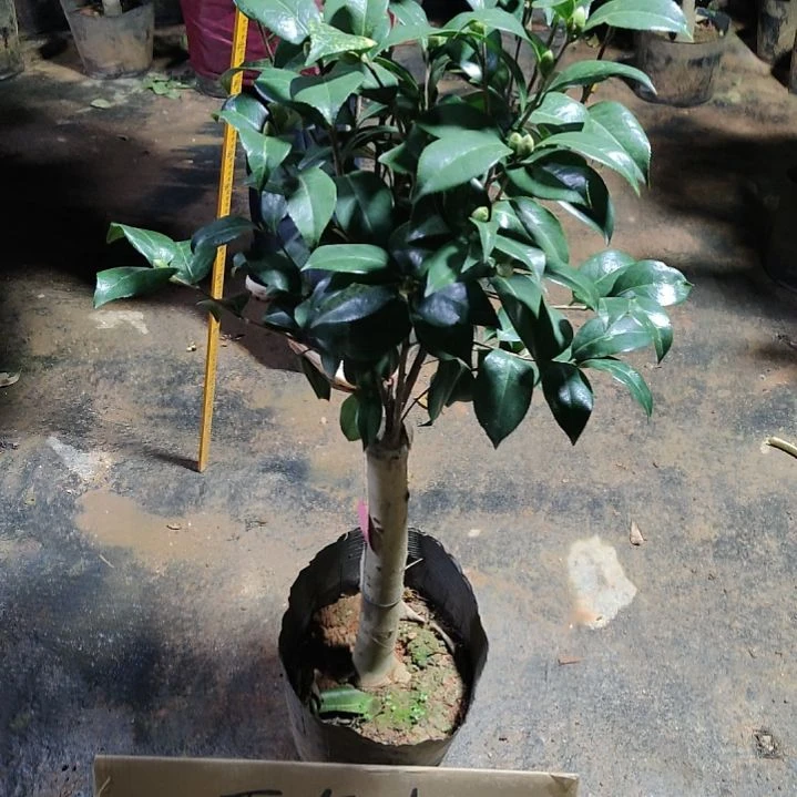 全部花苞帕克雷欧不包邮