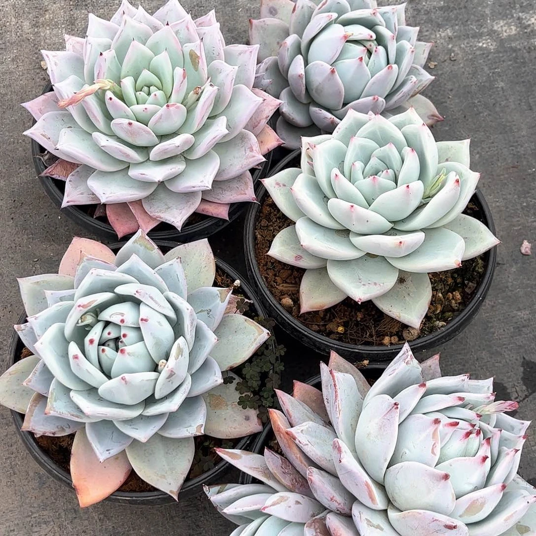 祖母绿优选00000000