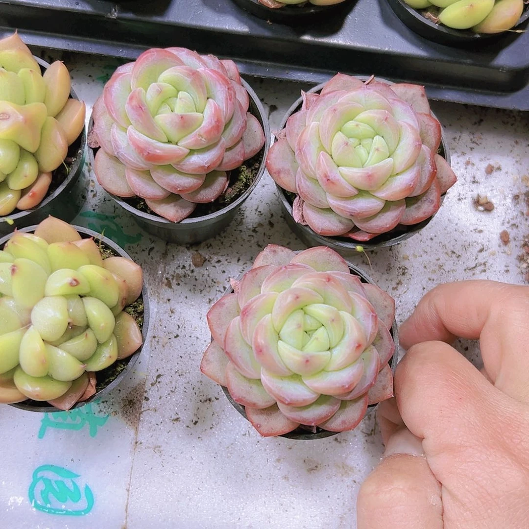 星星珍妮带盆带土19包邮