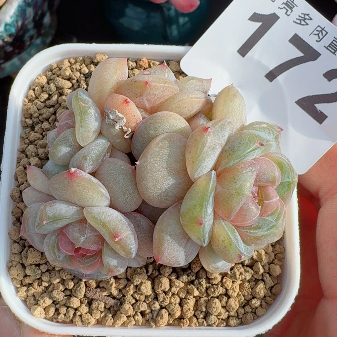 小***果汉堡珍妮      愿你一路坦途，乘风破浪展宏图