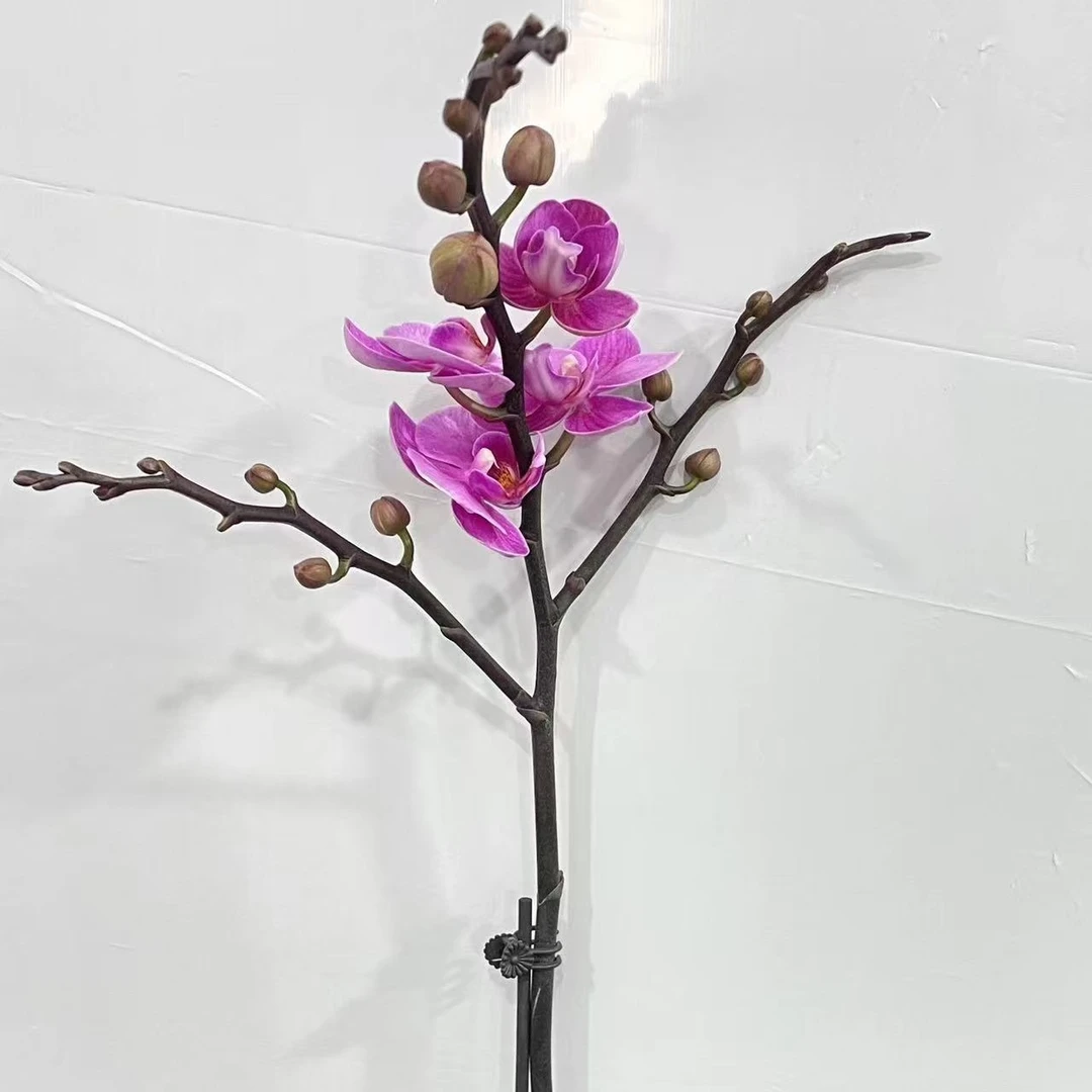 【紫霞仙子】蝴蝶兰 紫色兰花盆栽开花株 四季好养护绿植叶片