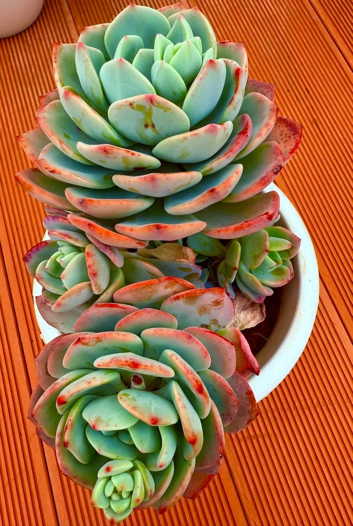 【白月光】脱土发货 云南维维多肉 新手好养 心花怒放晚上空气