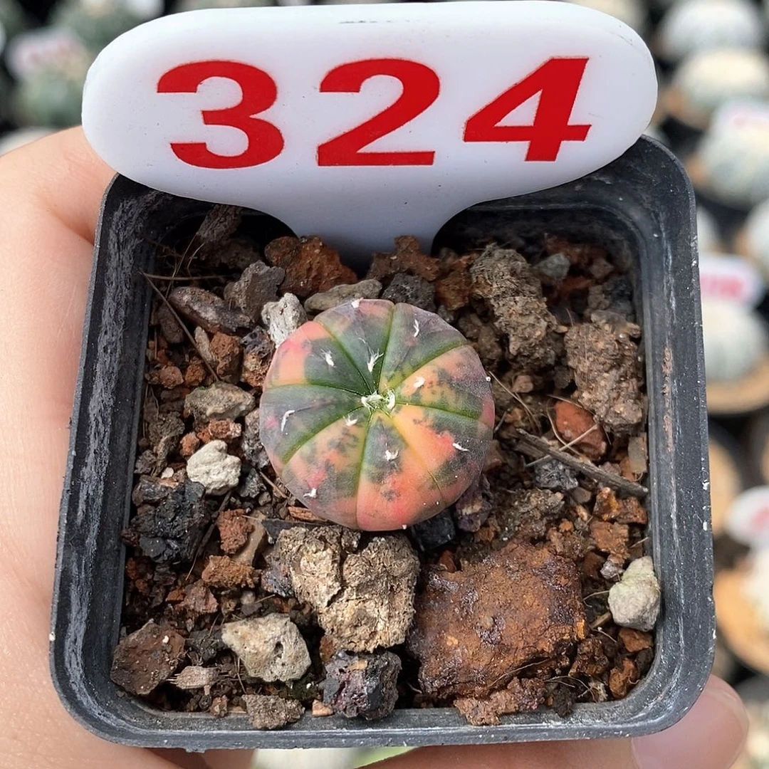 324兜锦系列福利来啦