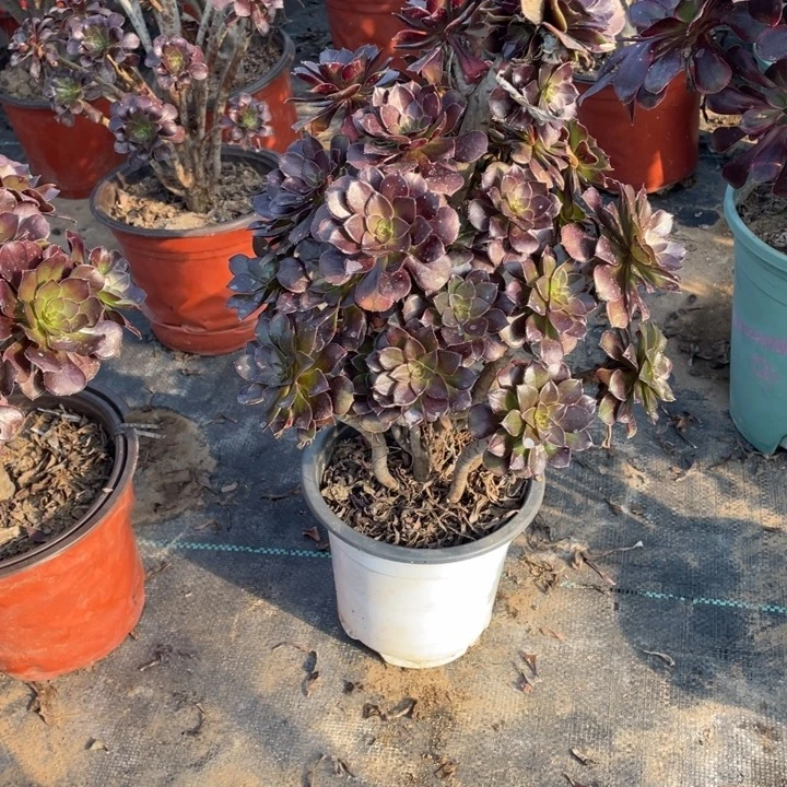 ，32黑法师多肉多肉植物