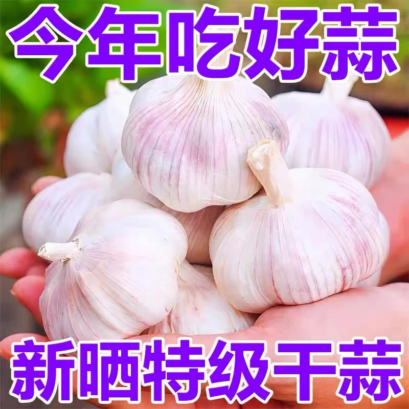 【干大蒜头】2025新干蒜大蒜头紫白皮干蒜食用调味大蒜农家大蒜种