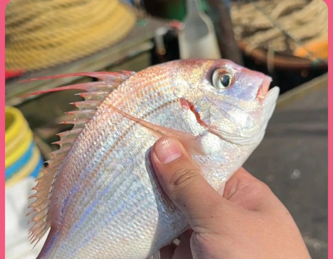 【赤棕鱼】冰鲜发货顺丰直达