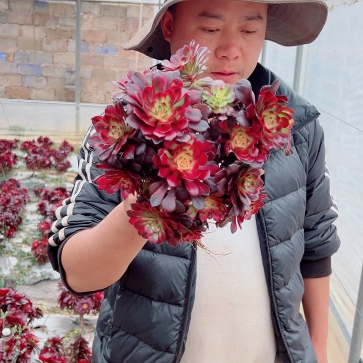 小颗美肌地栽多肉法师