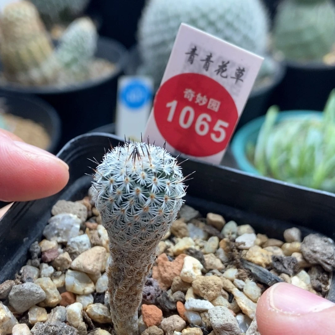 实生赤花美针玉1.5cm