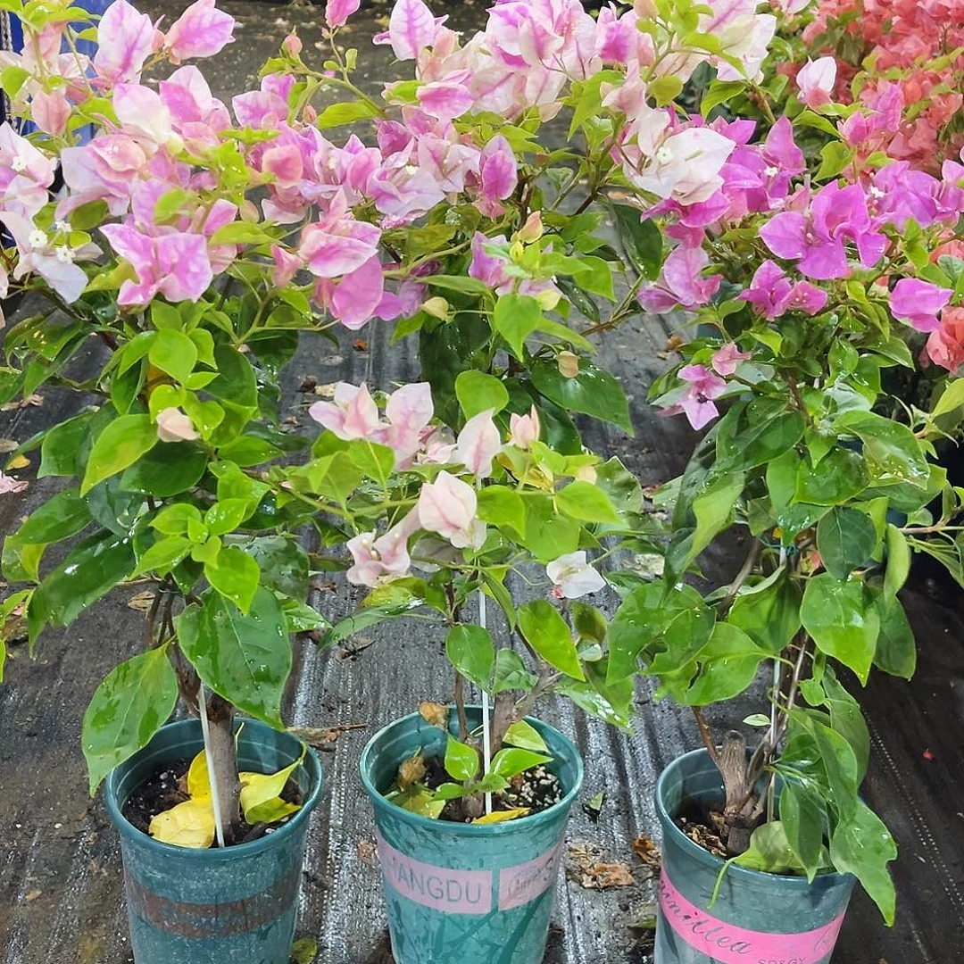 大部分花苞少量开放张红英带竹一颗