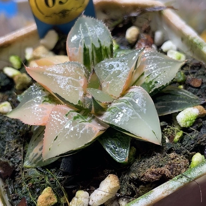 630酒吞锦特选福利