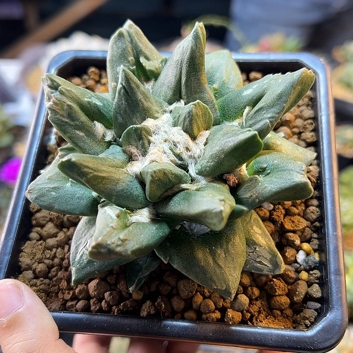 37号自根龙角杂9.8公分