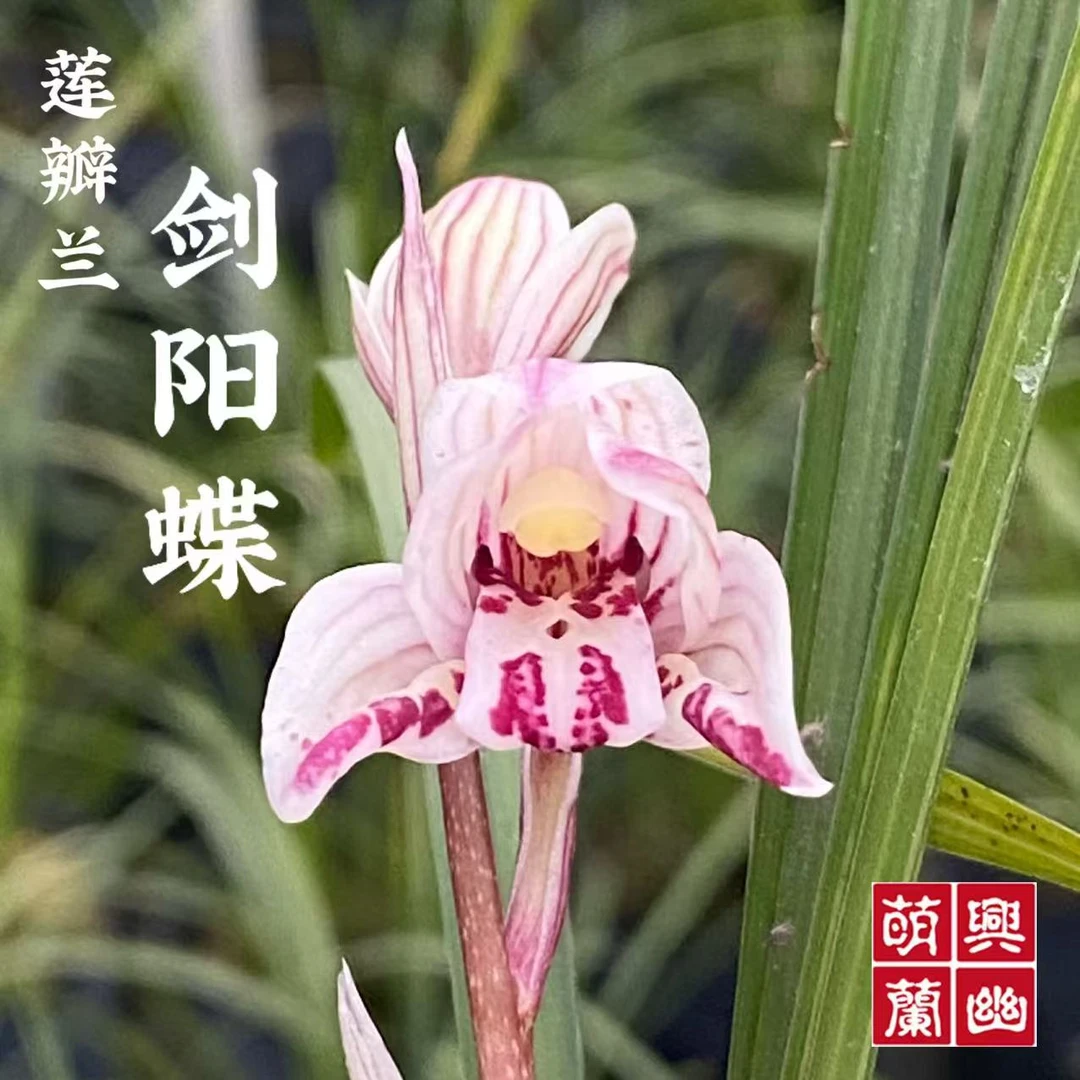基地莲瓣兰剑阳蝶花期带花苞名贵兰草四季好养易活开花