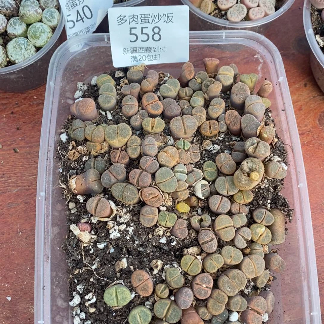 多肉蛋炒饭感谢您相伴558
