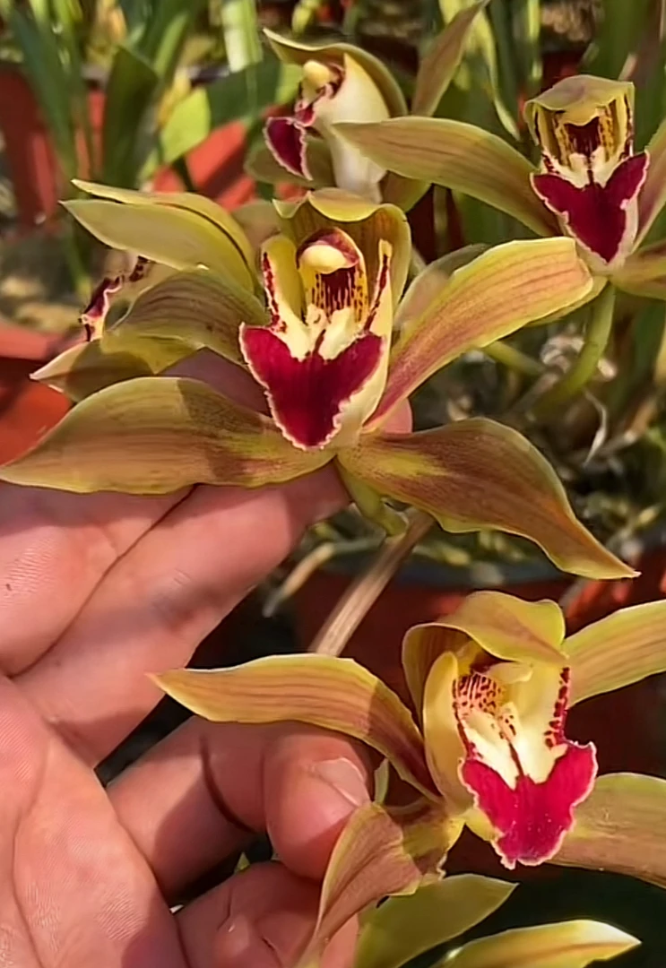 红喉彩瓣云南虎头兰绿植盆景彩瓣室内外美观好养易活花农自销