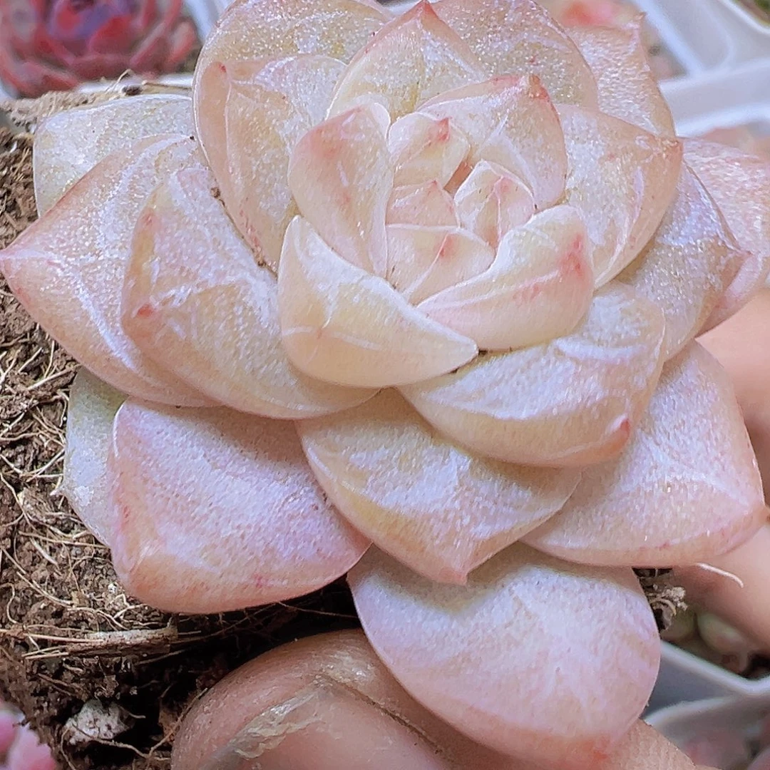 冰钻19包邮多肉植物