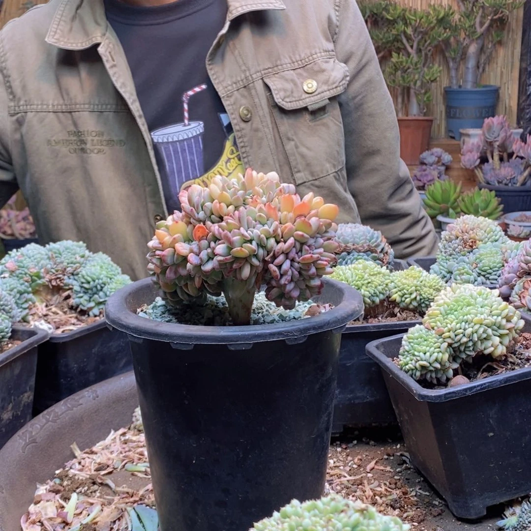 嘟*A265号玛瑙缀多肉