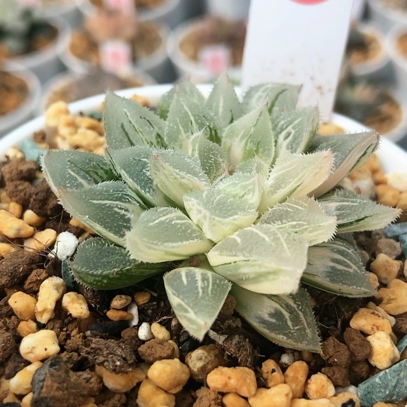 【闪购商品】砂糖锦23