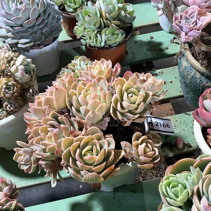 【闪购商品】丝绸面纱2166