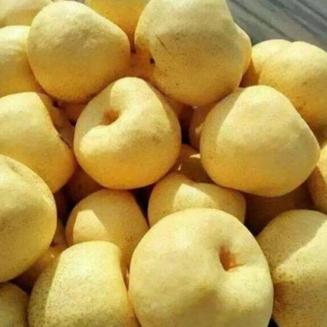 正宗优选安徽砀山梨