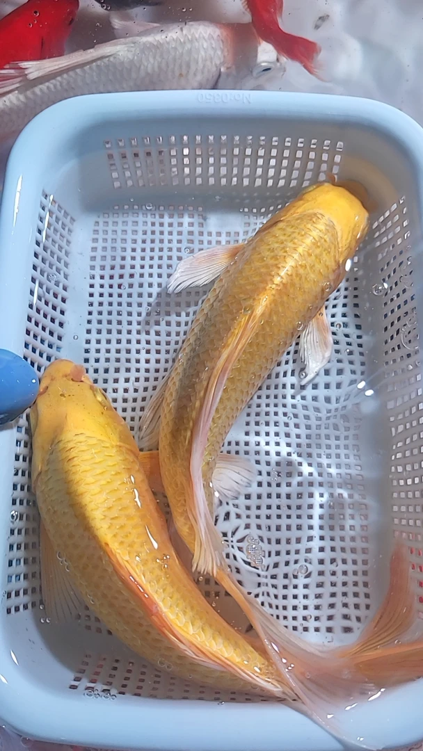 【79】20-25cm 2黄  新手好养耐活 观赏鱼